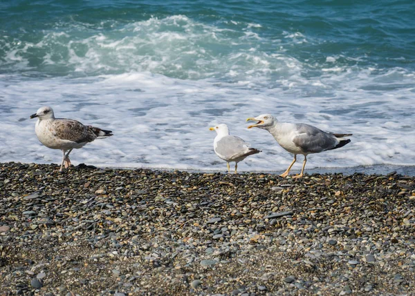 Üzerinde plaj, Karadeniz, Sochi, Rusya yürüme martılar