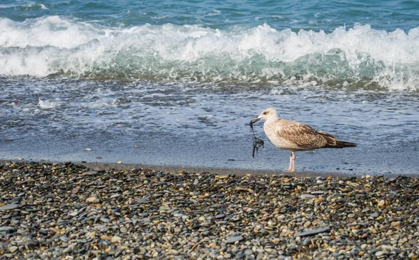 Üzerinde plaj, Karadeniz, Sochi, Rusya yürüme martılar