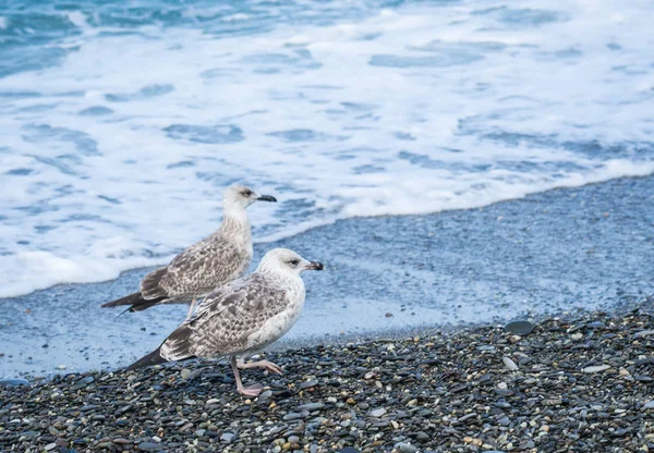 Üzerinde plaj, Karadeniz, Sochi, Rusya yürüme martılar