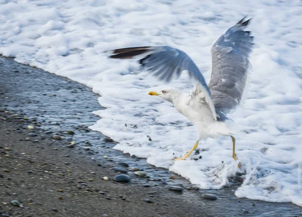 Soçi, Rusya'nın Karadeniz dalgaları üzerinde uçan martılar