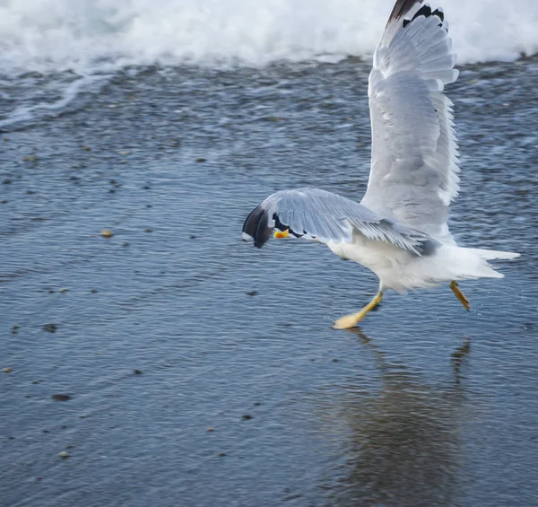 Soçi, Rusya'nın Karadeniz dalgaları üzerinde uçan martılar