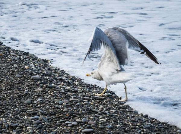 Soçi, Rusya'nın Karadeniz dalgaları üzerinde uçan martılar