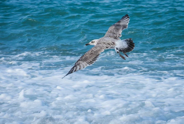 Soçi, Rusya'nın Karadeniz dalgaları üzerinde uçan martılar