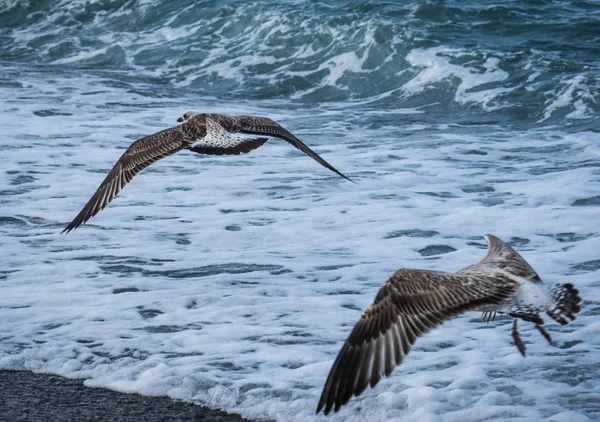 Gaviotas volando sobre las olas del Mar Negro en Sochi, Rusia — Foto de Stock