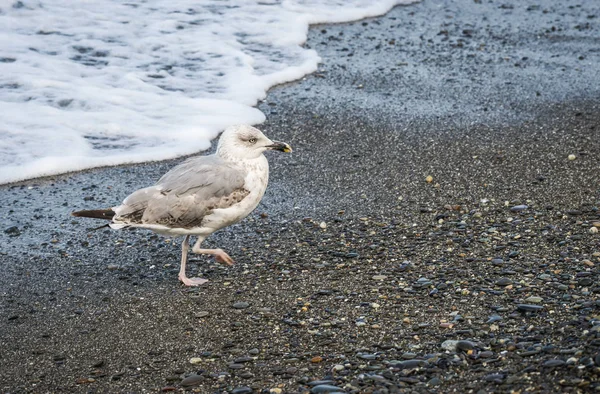 Üzerinde plaj, Karadeniz, Sochi, Rusya yürüme martılar