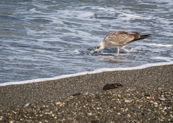 Üzerinde plaj, Karadeniz, Sochi, Rusya yürüme martılar