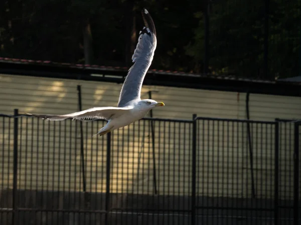 Flying seagull on coast of  Black Sea in Sochi, Russia — Stock Photo, Image