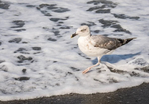 Gaviotas caminando en la playa del Mar Negro en Sochi, Rusia — Foto de Stock