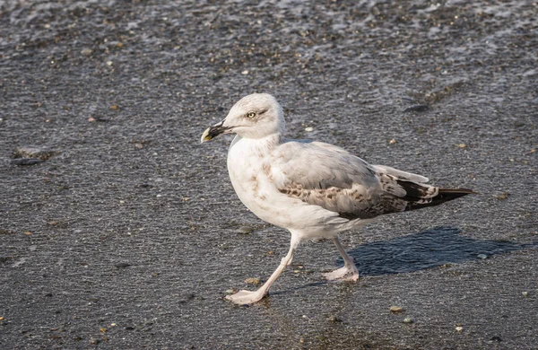 Gaviotas caminando en la playa del Mar Negro en Sochi, Rusia — Foto de Stock