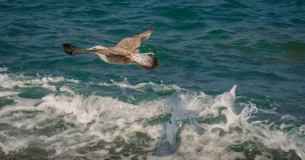 Soçi, Rusya'nın Karadeniz dalgaları üzerinde uçan martılar