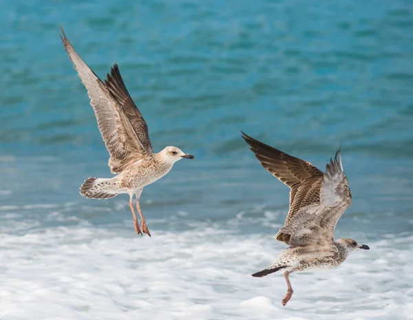 Soçi, Rusya'nın Karadeniz dalgaları üzerinde uçan martılar