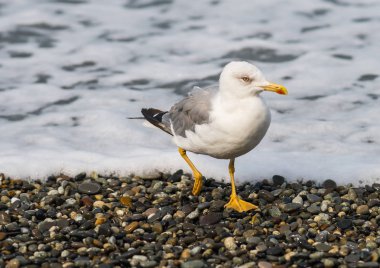 Üzerinde plaj, Karadeniz, Sochi, Rusya yürüme martılar