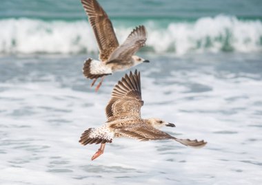 Soçi, Rusya'nın Karadeniz dalgaları üzerinde uçan martılar
