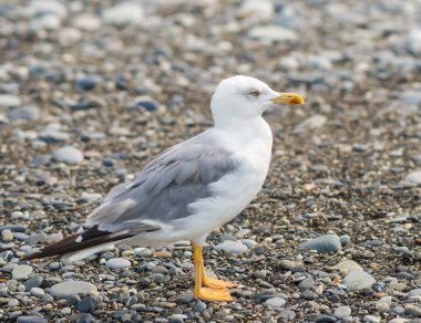 Üzerinde plaj, Karadeniz, Sochi, Rusya yürüme martılar