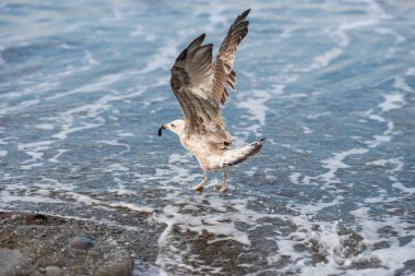 Soçi, Rusya'nın Karadeniz dalgaları üzerinde uçan martılar