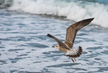 Soçi, Rusya'nın Karadeniz dalgaları üzerinde uçan martılar