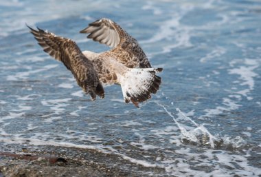 Soçi, Rusya'nın Karadeniz dalgaları üzerinde uçan martılar