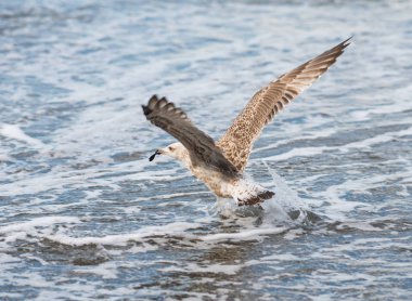 Soçi, Rusya'nın Karadeniz dalgaları üzerinde uçan martılar