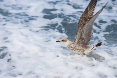 Soçi, Rusya'nın Karadeniz dalgaları üzerinde uçan martılar