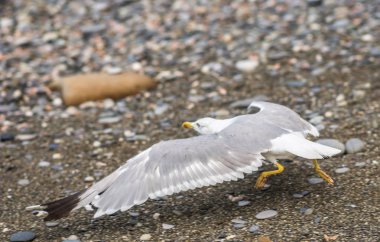 Soçi, Rusya'nın Karadeniz kıyısında martılar