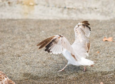 Soçi, Rusya'nın Karadeniz kıyısında martılar