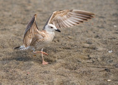 Soçi, Rusya'nın Karadeniz kıyısında martılar