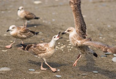 Gıda, Karadeniz sahilinde üzerinde kavga martılar 