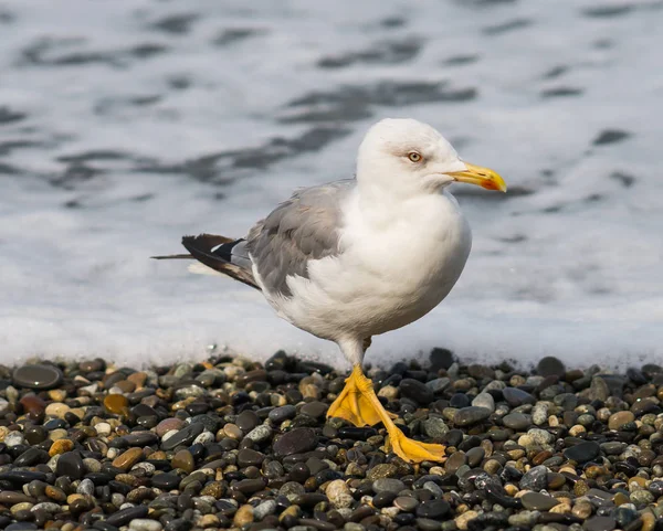 Üzerinde plaj, Karadeniz, Sochi, Rusya yürüme martılar