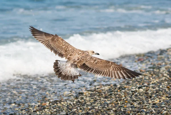 Soçi, Rusya'nın Karadeniz dalgaları üzerinde uçan martılar
