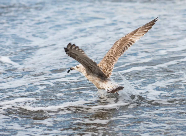 Gaivotas voando sobre ondas do Mar Negro em Sochi, Rússia — Fotografia de Stock