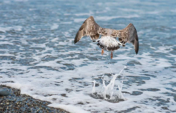 Soçi, Rusya'nın Karadeniz dalgaları üzerinde uçan martılar