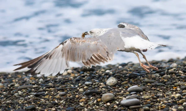 Soçi, Rusya'nın Karadeniz dalgaları üzerinde uçan martılar