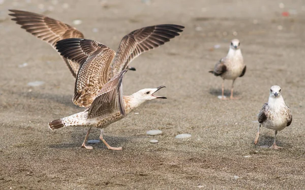 Чайки ссорятся из-за еды на берегу Черного моря — стоковое фото