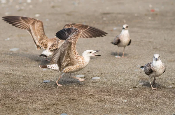 Gaviotas peleando por comida a orillas del Mar Negro — Foto de Stock