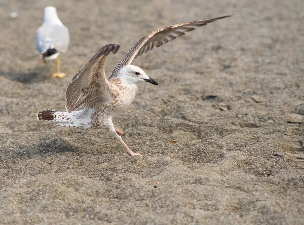 Seagulls on Black Sea coast in Sochi, Russia