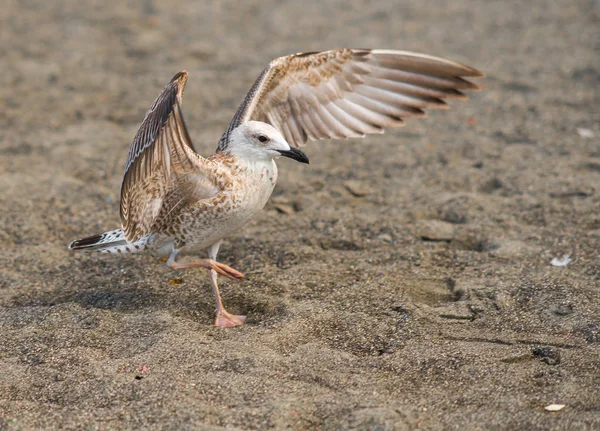 Soçi, Rusya'nın Karadeniz kıyısında martılar