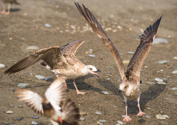 Seagulls quarreling over food on shores of Black Sea 