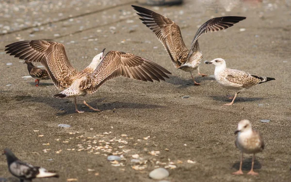 Gaviotas peleando por comida a orillas del Mar Negro — Foto de Stock