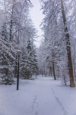 Orman ağaç ve çalı bolca kabarık kar, Rusya ile kaplı