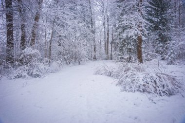 Orman ağaç ve çalı bolca kabarık kar, Rusya ile kaplı