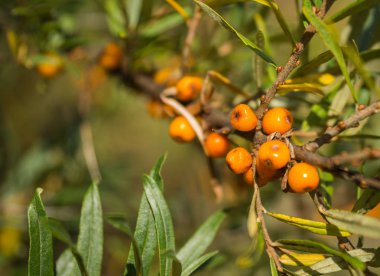 Olgun kırmızı deniz topalak çilek çalılar üzerinde
