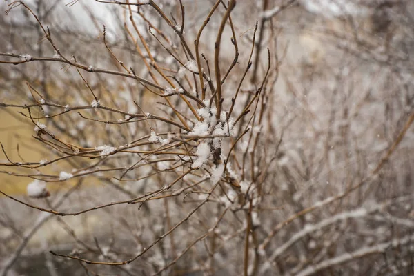 Bush brances bedekt met verse pluizig sneeuw — Stockfoto