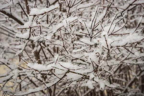 Bush brances covered with fresh fluffy snow — Stock Photo, Image