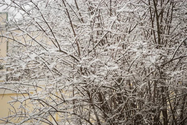 Bush brances covered with fresh fluffy snow — Stock Photo, Image