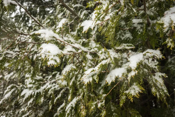 Branch of pine lavishly covered with fluffy snow — Stock Photo, Image