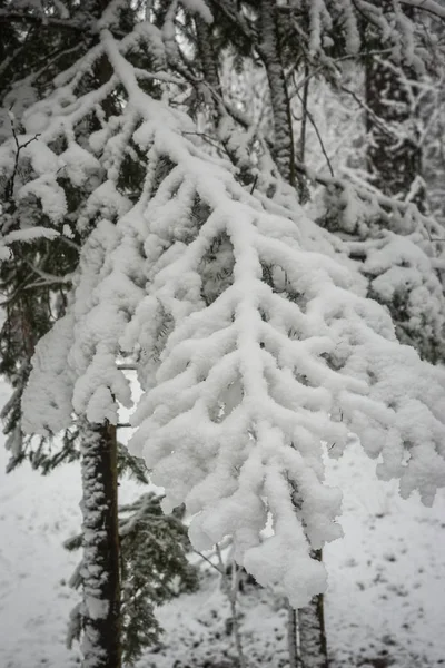Branch of pine lavishly covered with fluffy snow — Stock Photo, Image