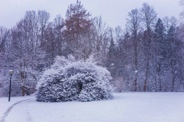 Gorgeous bush on  forest meadow lavishly covered with fluffy snow — Stock Photo, Image