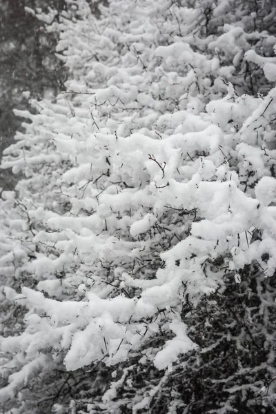 Branch of pine lavishly covered with fluffy snow — Stock Photo, Image