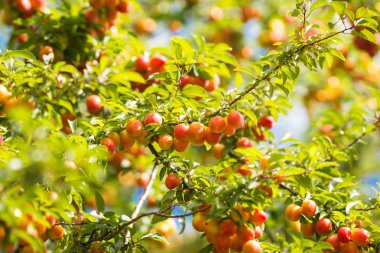 Olgun Kiraz eriği dallar Kaliningrad bölgesi, Rusya Federasyonu