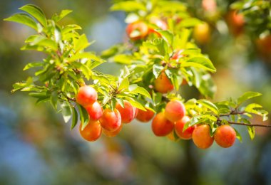 Olgun Kiraz eriği dallar Kaliningrad bölgesi, Rusya Federasyonu